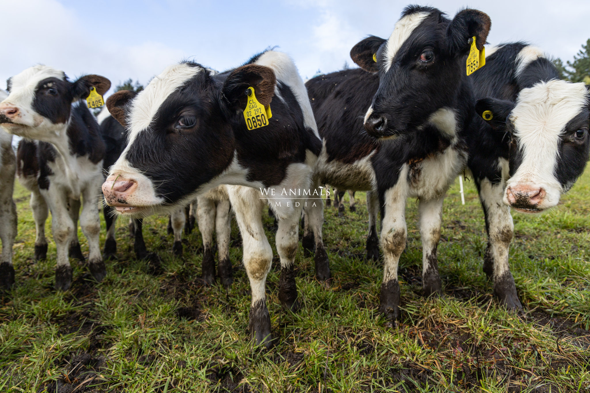 We Animals Media Fivemonthold male calves stand in a field at a