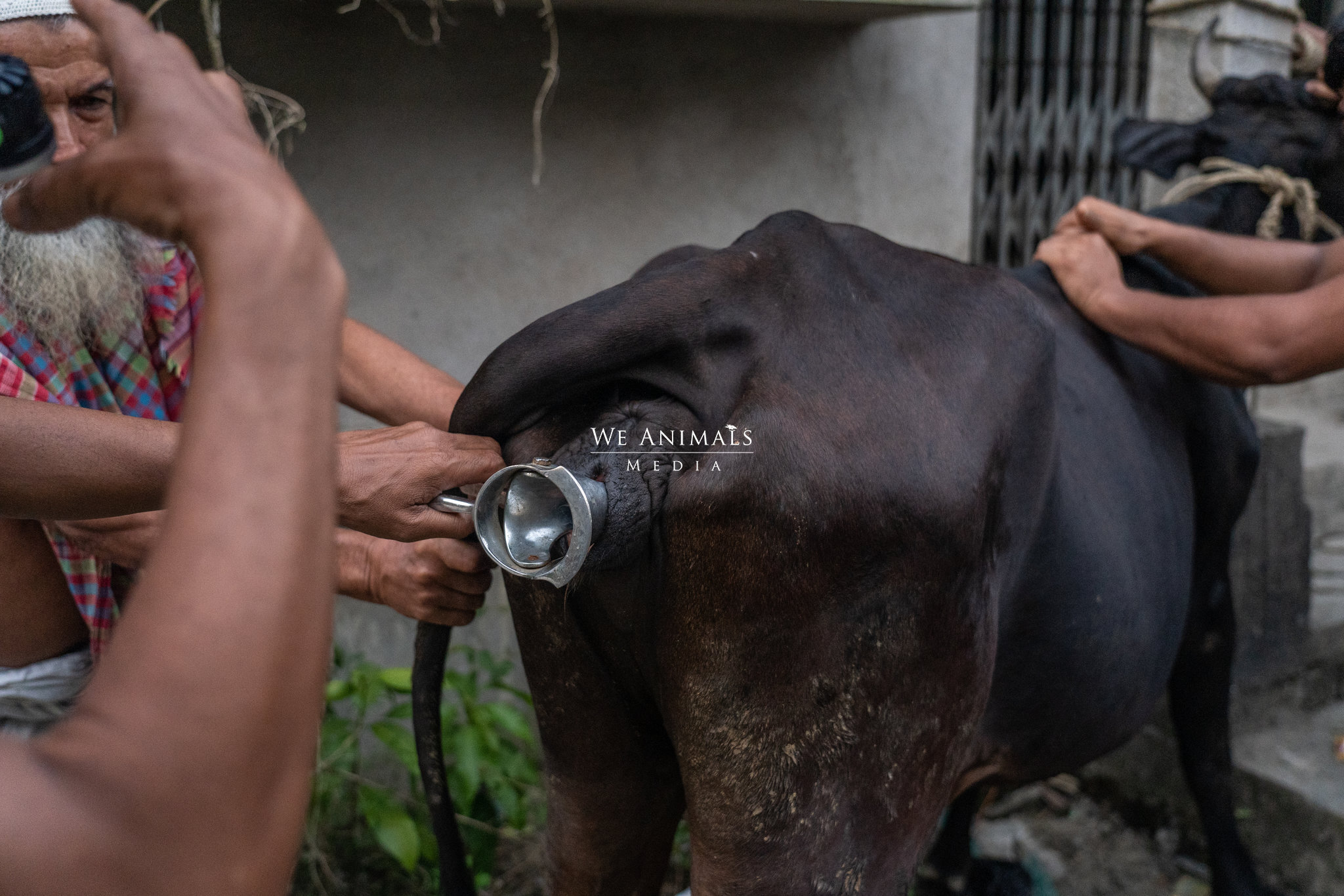 We Animals Media  A cow on a dairy farm stands tethered by a rope