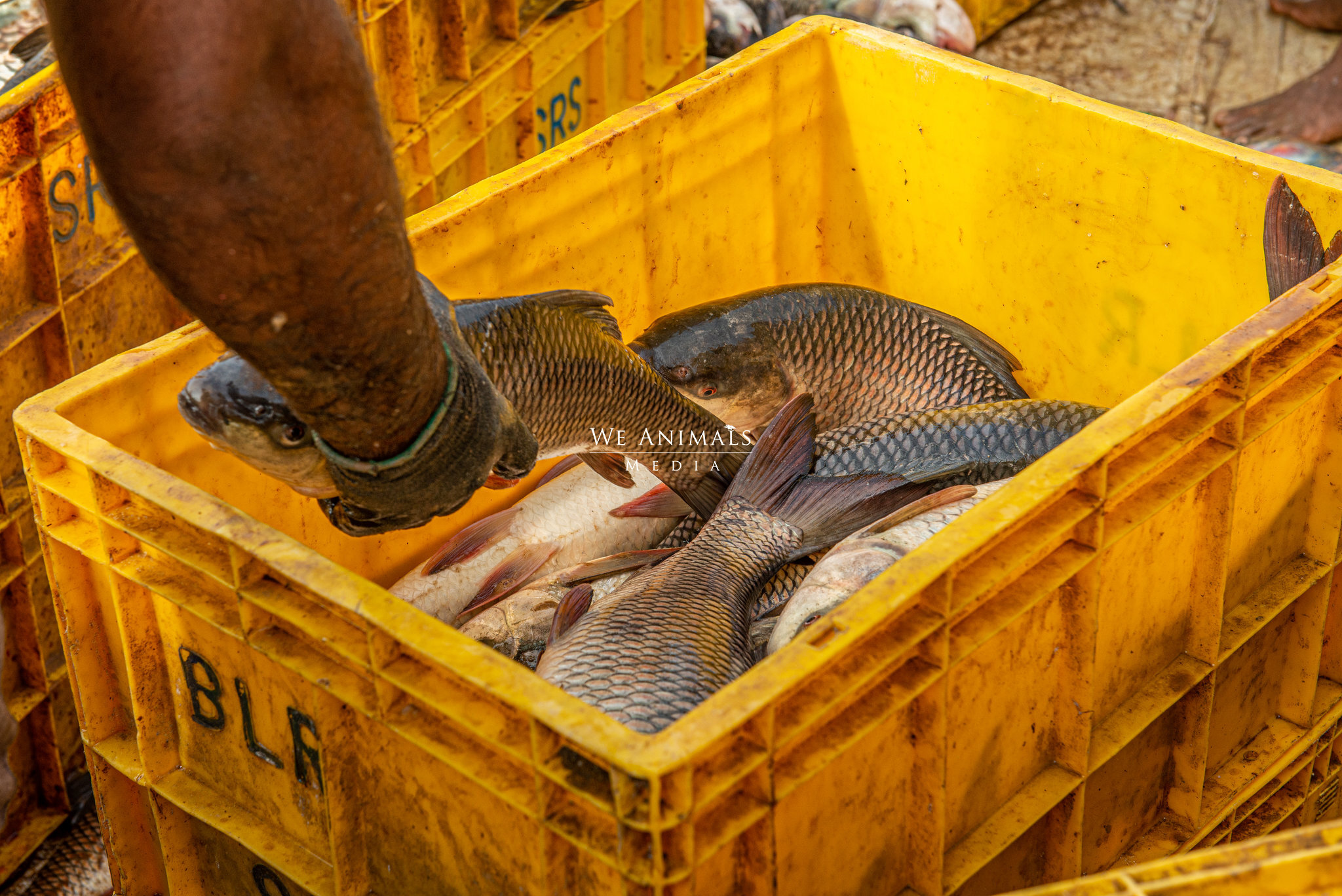 We Animals Media  A trader grasps a recently harvested live fish from a  crate at a fish farm. The trader is weighing fish as he selects them for  transport. This farm