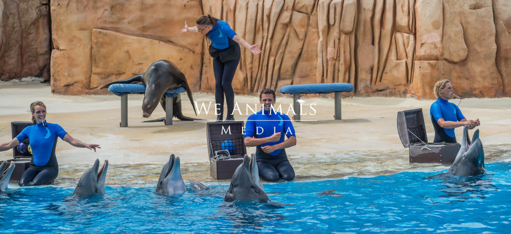We Animals Media | Marine animal performance at an aquarium.