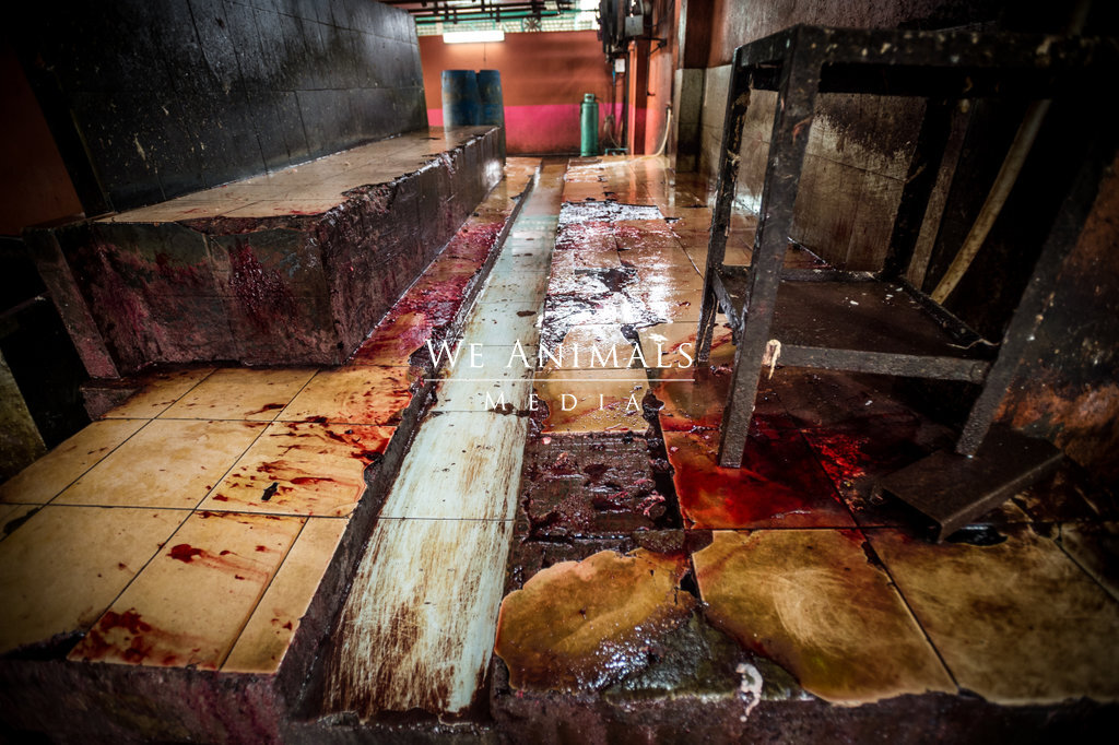 We Animals Media | The evisceration area of a Thai slaughterhouse.