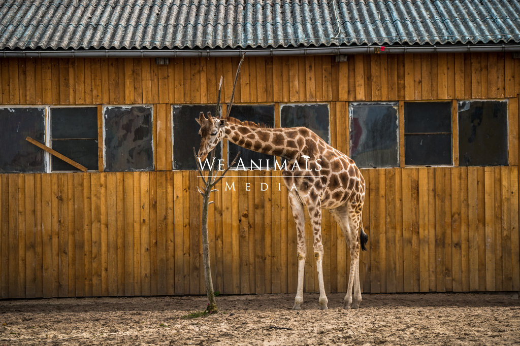 We Animals Media | Rothschild's giraffe at a circus and zoo in Germany.