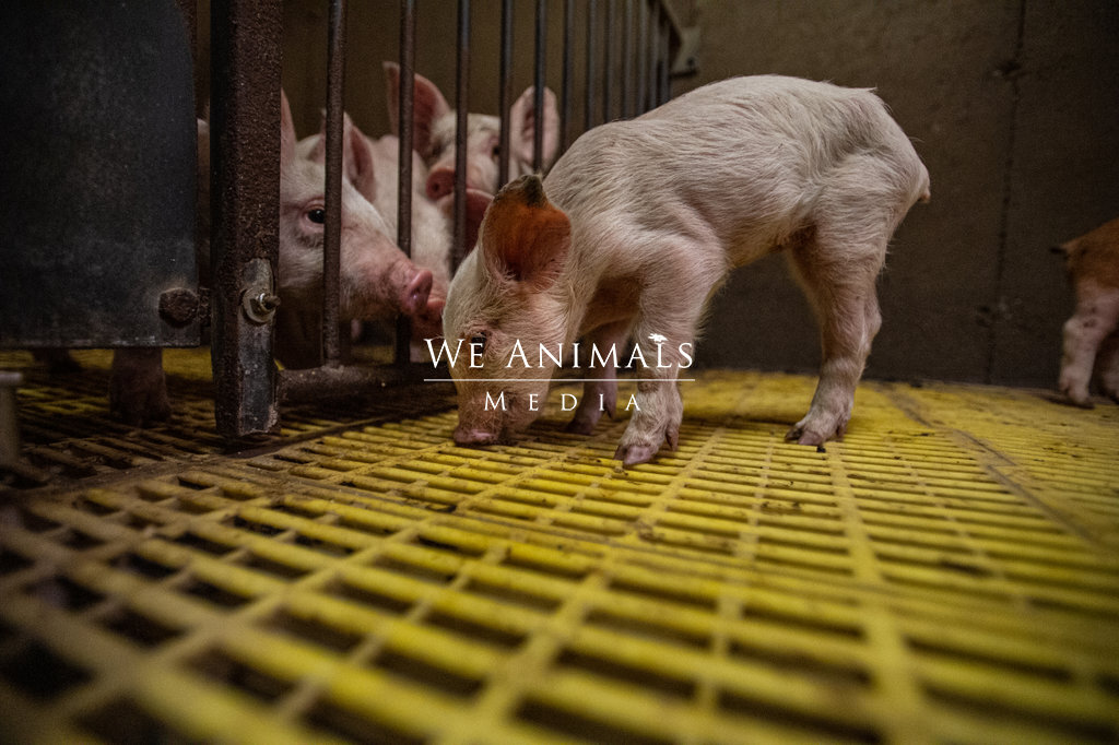We Animals Media | Curious piglets look at one another from inside a small  pen. The pig on the right is ill and too thin. At this farm, there are no  windows