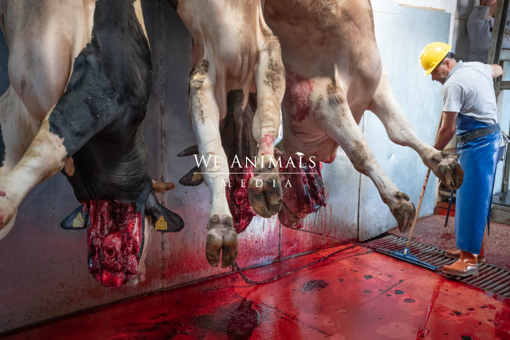 We Animals Media | Steers bleed out while worker squeezes blood toward  drain at a slaughterhouse.
