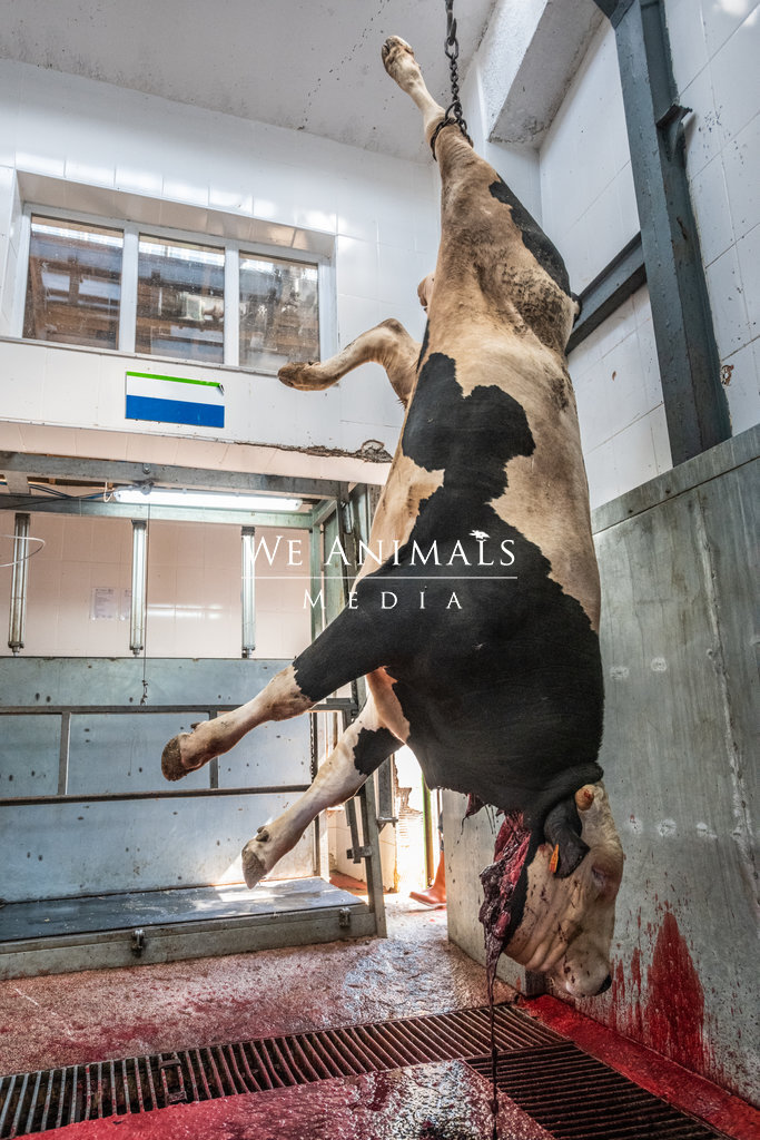 We Animals Media | Steer bleeds out after having throat slit at a  slaughterhouse.