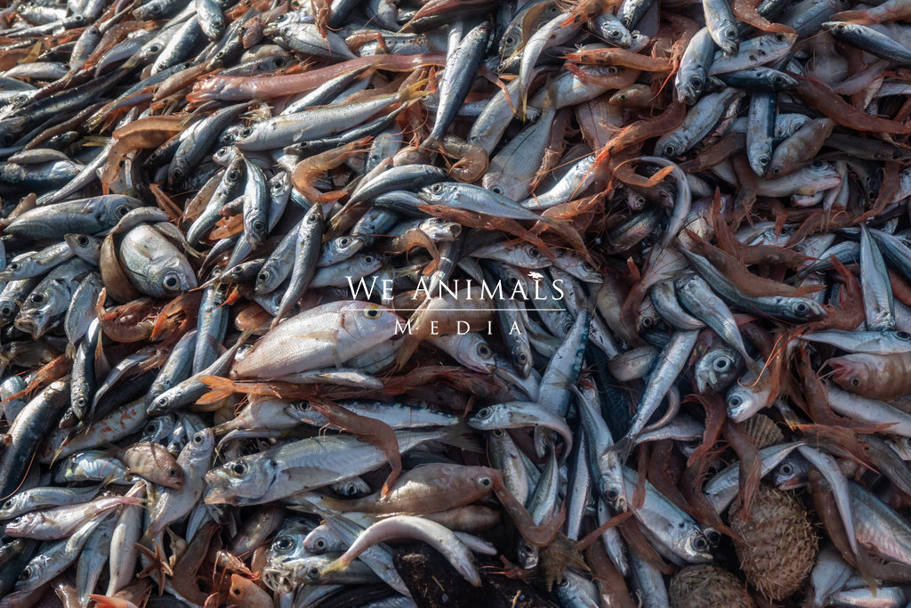 We Animals Media  Detail of fish that have been emptied from nets onto the  deck of the fishing boat Fasilis. Piraeus, Greece, 2020. Selene Magnolia /  We Animals Media