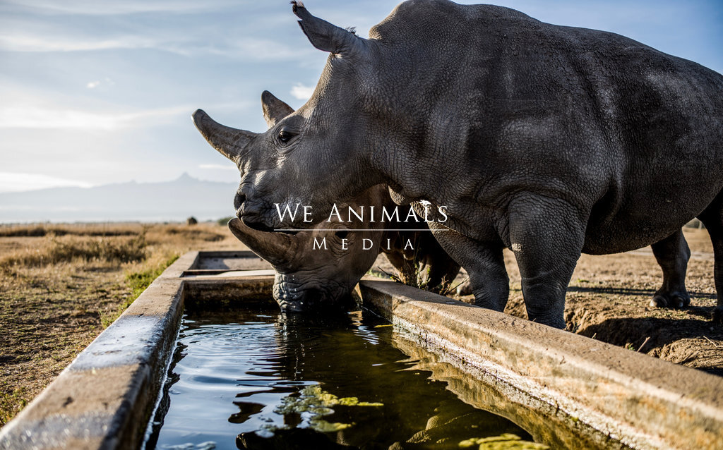 We Animals Media | Fatu and Najin sip water together from a manmade trough  in their holding pen at Ol Pejeta Conservancy.