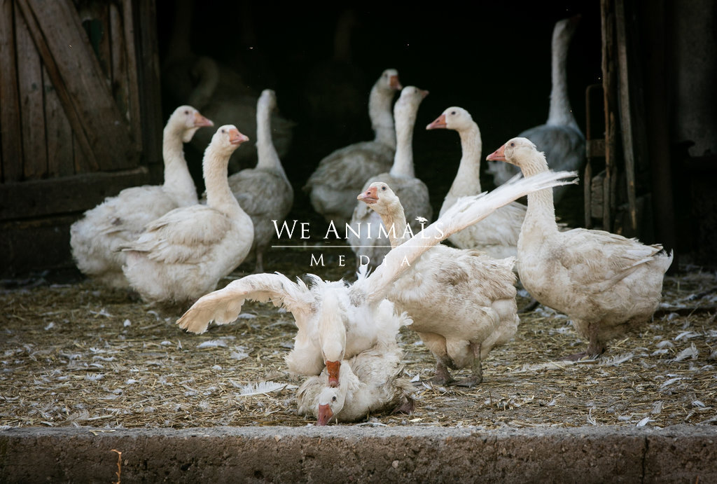 We Animals Media | A gander copulates with a dame at an industrial goose  farm in Poland. The males and females are not separated, and often the  females become injured during the