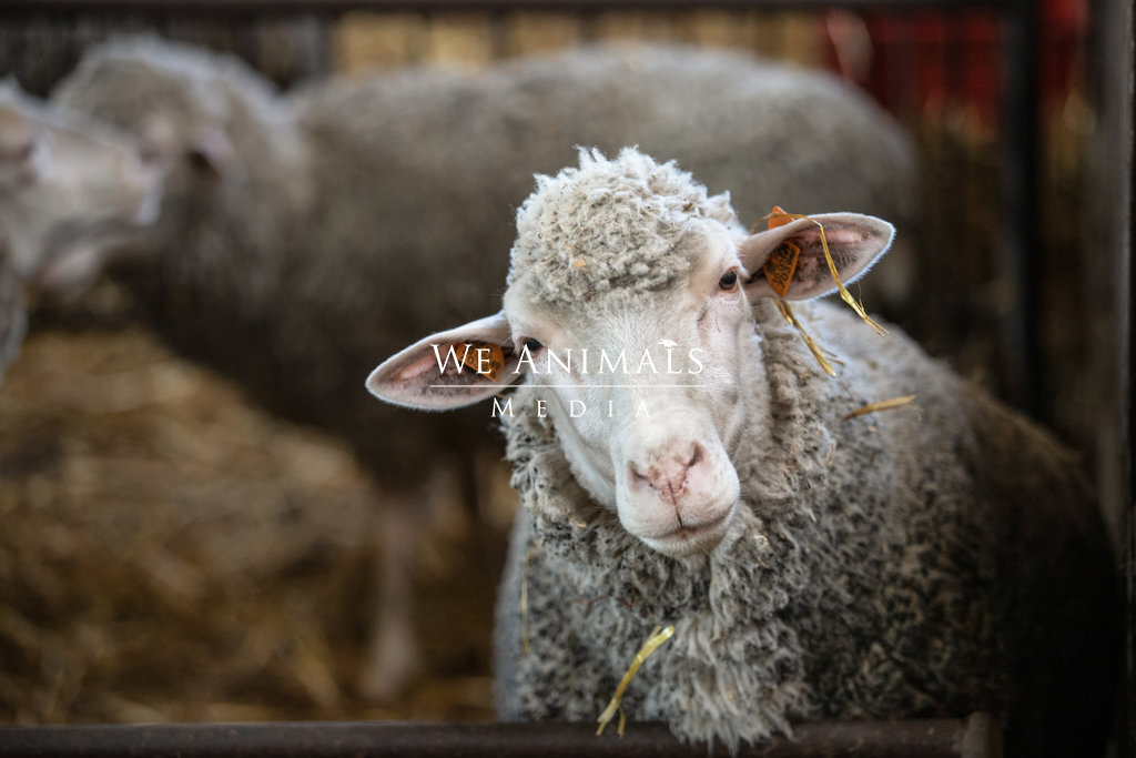 We Animals Media | A curious ewe looks out over the top of her pen at a  regional sheep farm in Poland. These sheep are reared for wool production.