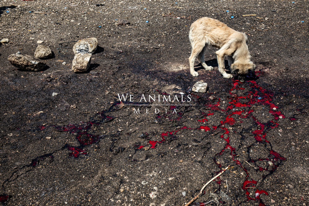 We Animals Media | A stray dog scrounges for food at junkyard in Turkiye.
