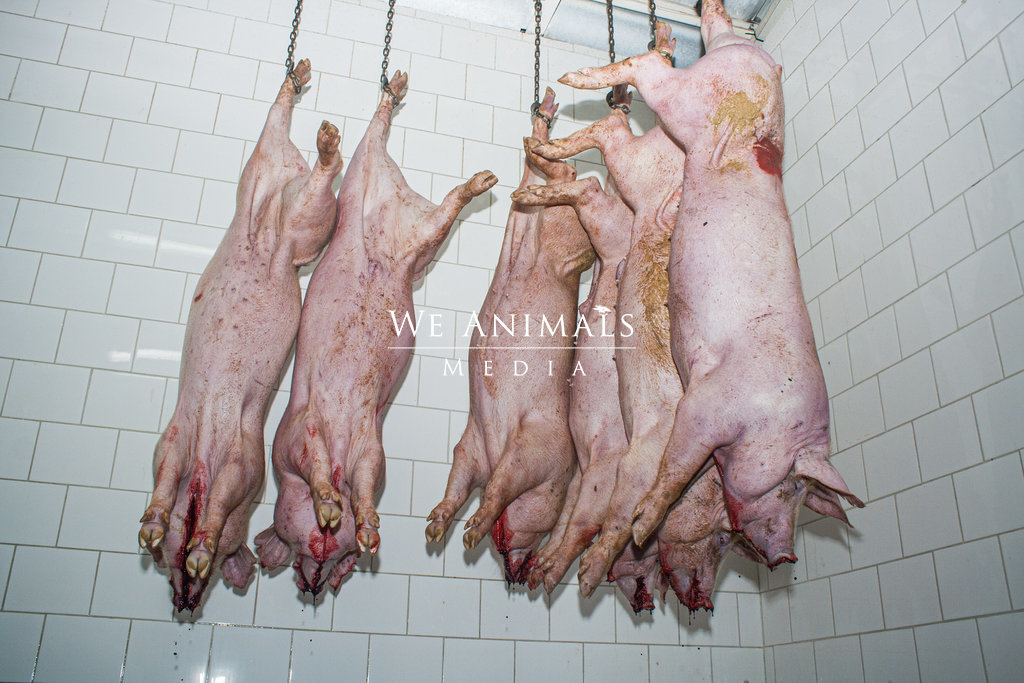 We Animals Media | A row of recently slaughtered pigs hang by their feet as  they bleed out at a slaughterhouse in Chile.