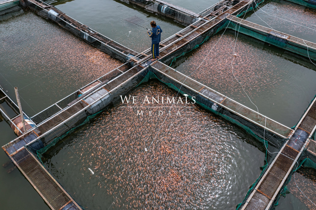 We Animals Media  Aerial view of a man fishing inside a floating cage  while standing on the deck between a group of similar cages on an  Indonesian fish farm. The cages