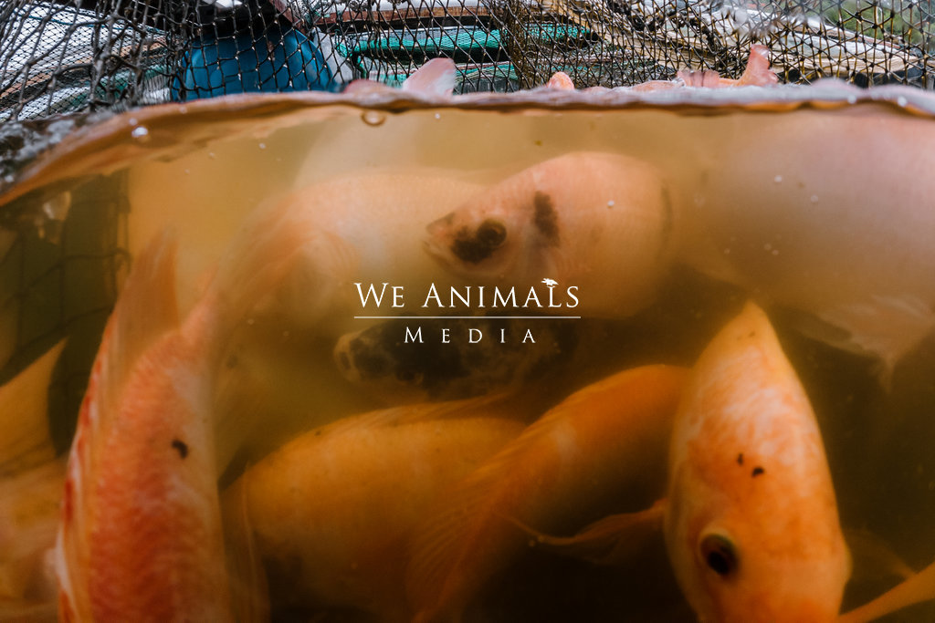 We Animals Media  A close-up underwater view of a crowded group of tilapia  on an Indonesian fish farm, about to be harvested from the floating cage  they live in. Surrounding the