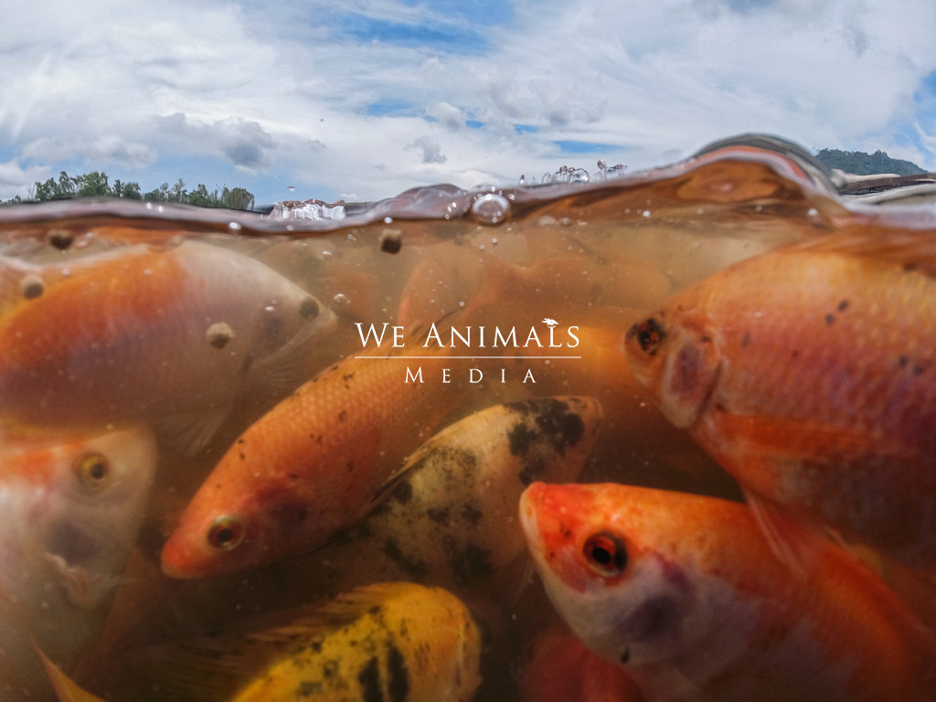 We Animals Media  Tilapia crowd together at the surface of the murky water  inside a floating cage at an Indonesian fish farm. Indonesia, 2021. Lilly  Agustina / Act For Farmed Animals /