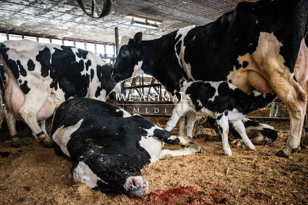We Animals Media | In a pen of sick dairy cows, a Holstein mother has  recently died. Her newborn calf lies nearby. Other mothers nurse their  newborns before they are separated. The