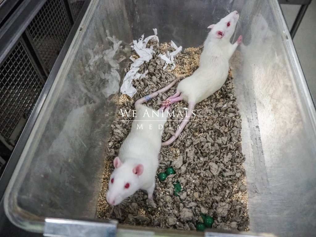 We Animals Media | Two albino rats who have recently had their backs  fractured, which paralyzed their hind end, are used for studies aiming to  fix and cure paralysis and damaged spinal