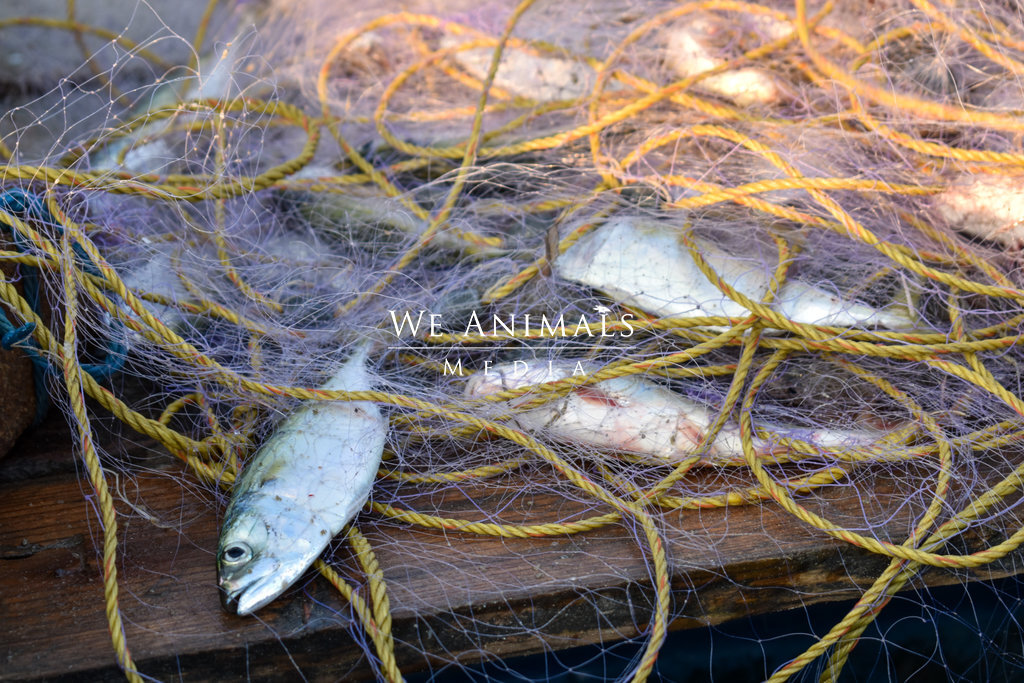We Animals Media  Dead fish lay on the deck of a small fishing boat in  India, tangled in netting. India, 2018. Amy Jones / Moving Animals / We  Animals Media