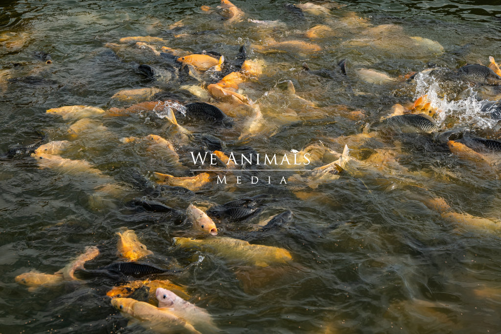We Animals Media  Thousands of carp feed and fight for food pellets  floating on the water's surface. The fish are enclosed inside a floating  cage on an Indonesian fish farm that