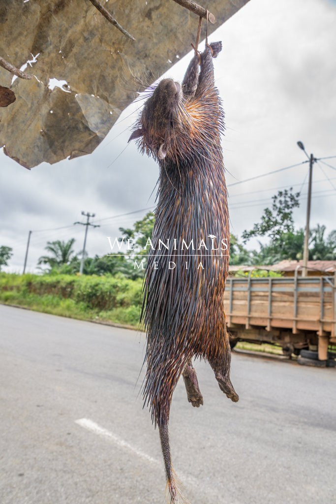 We Animals Media | A small dead mammal hangs strung up by their forelegs at  a roadside stall in Gabon, Africa. The animal was killed to be sold as  bushmeat.