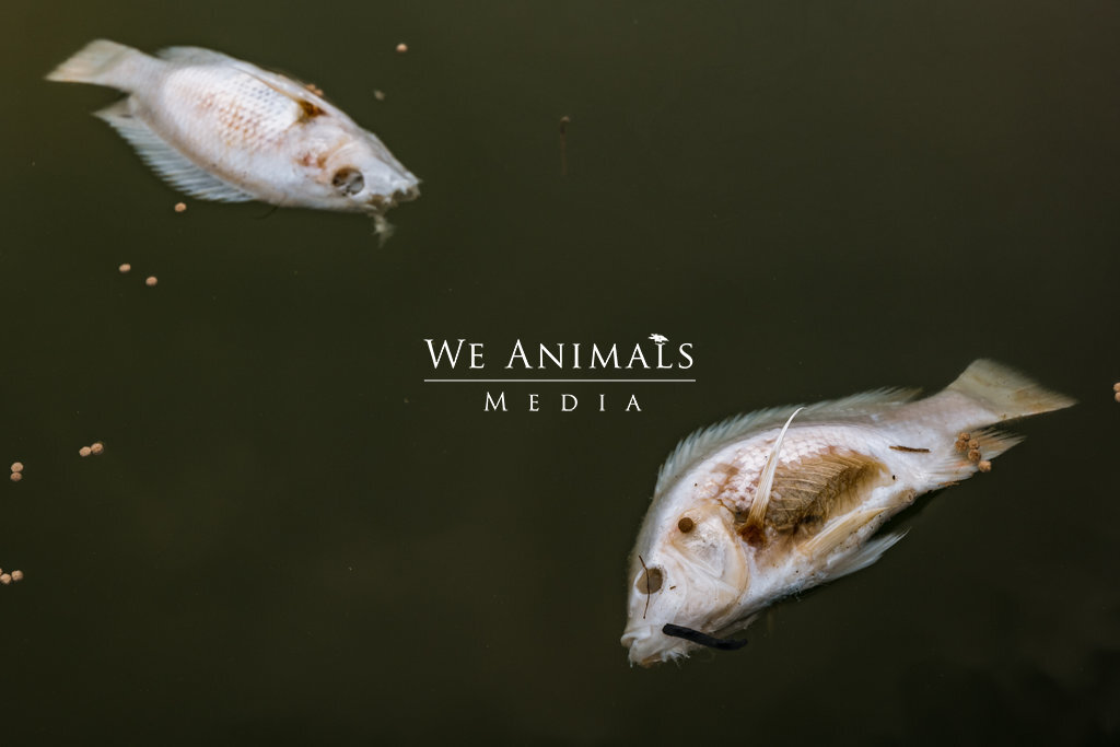 We Animals Media | Overhead view of the decaying bodies of two dead tilapia  and uneaten fish food pellets, floating together on the surface water of a  net cage. The cage is