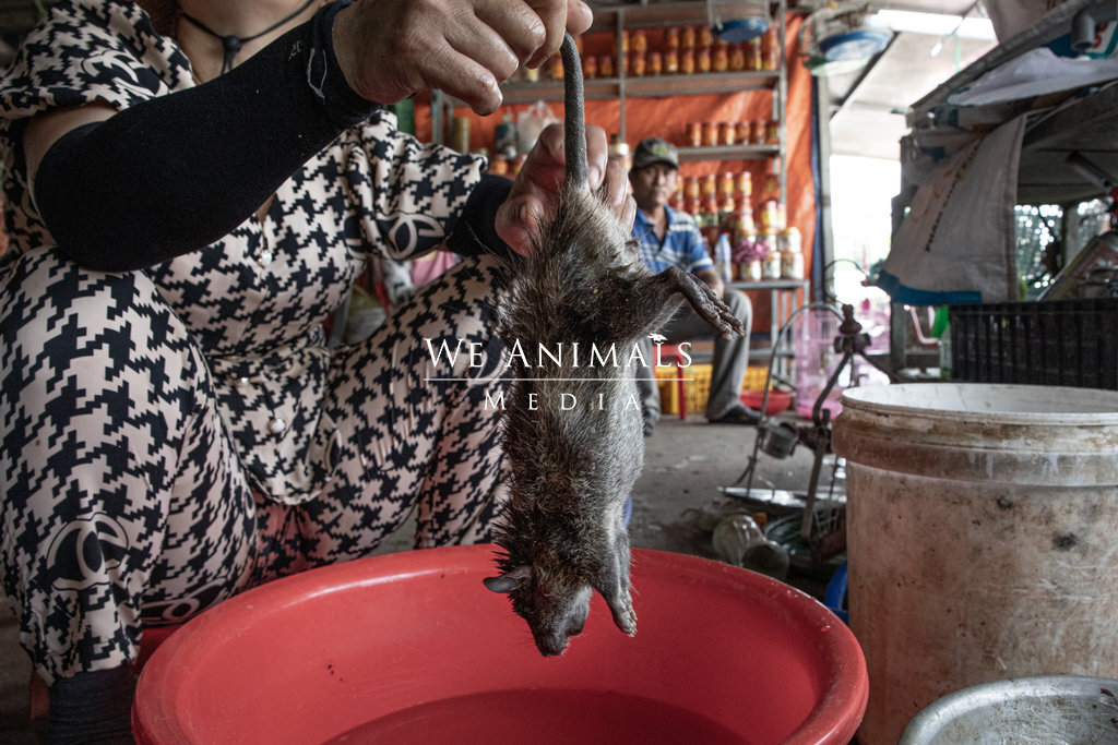 In Vietnam, a Cuban rat poison finds new market