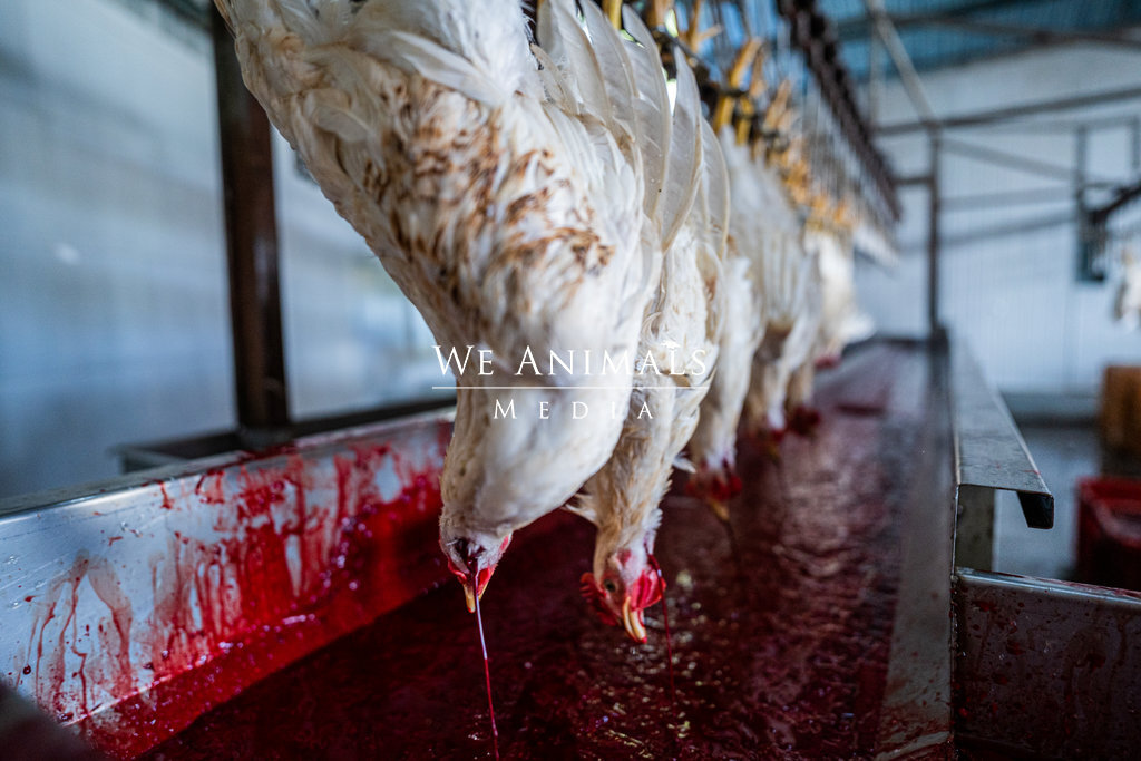 Chicken Slaughterhouse Process