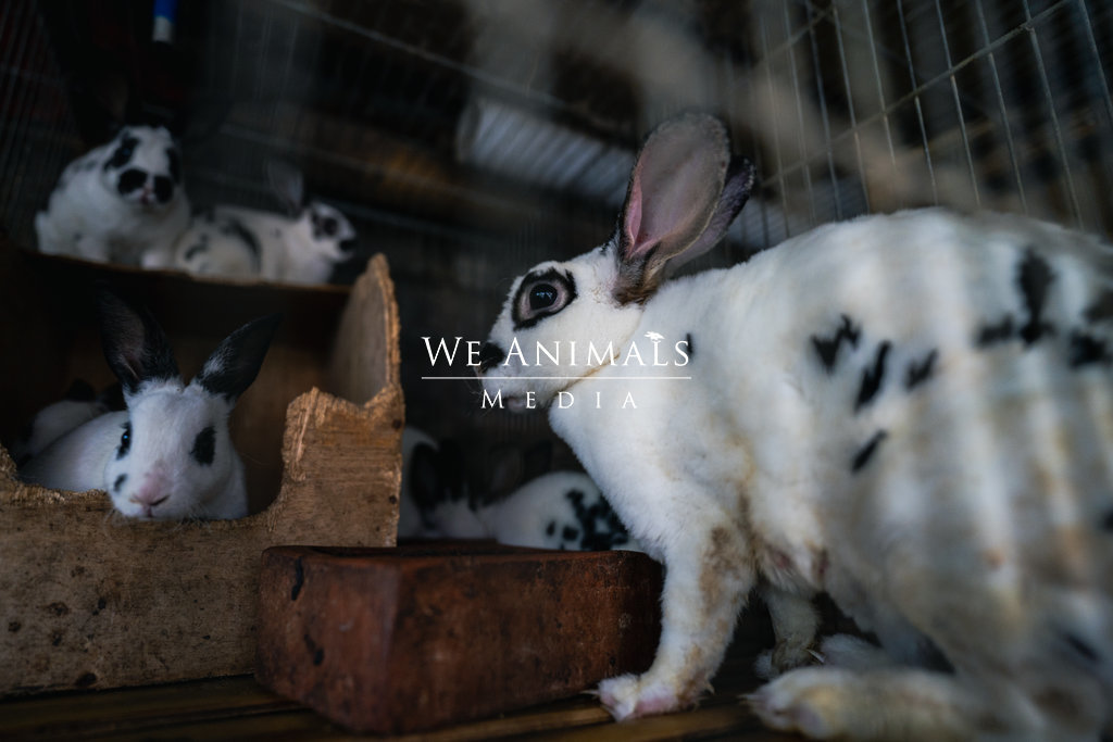 We Animals Media  A juvenile rabbit on a small-scale rabbit farm