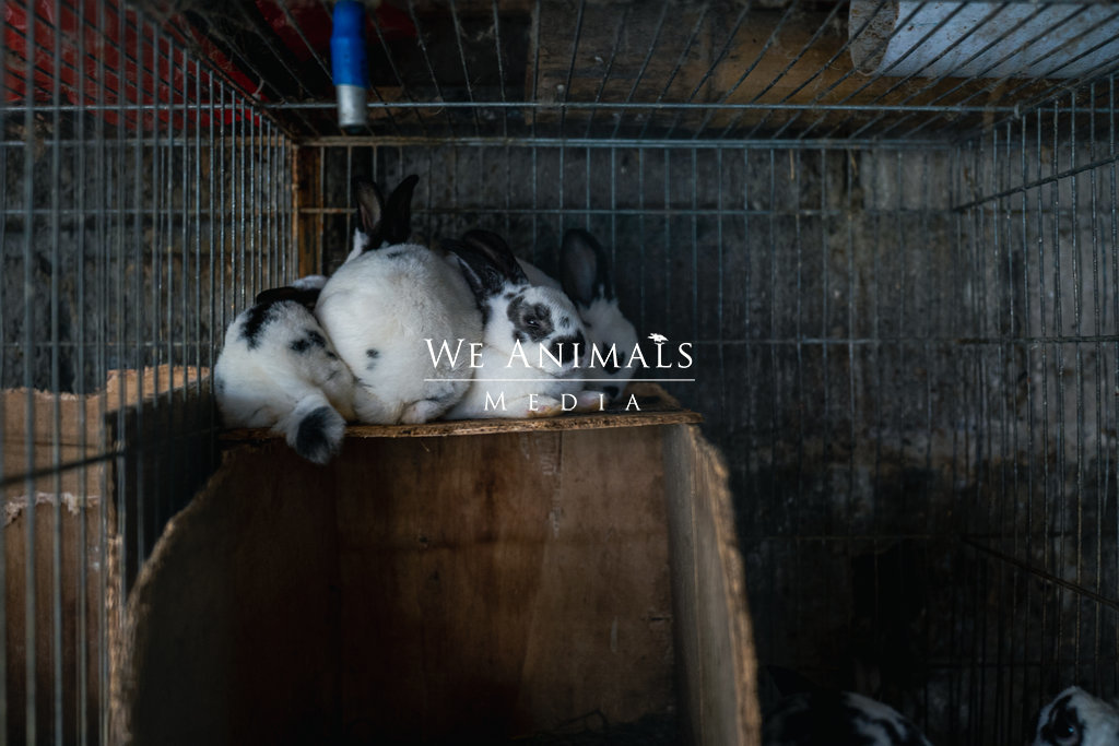 We Animals Media  A juvenile rabbit on a small-scale rabbit farm