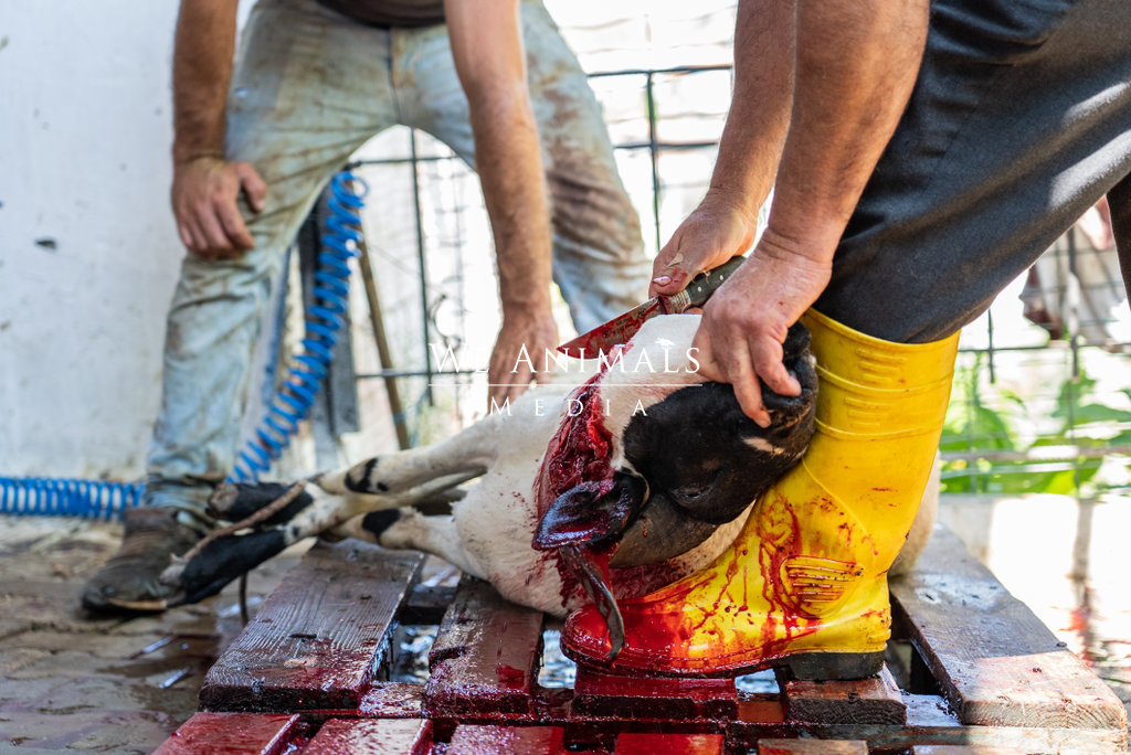 We Animals Media | A butcher uses a knife to decapitate the head of a  slaughtered sheep in the yard of an animal breeder in Turkiye. This sheep  and other animals are