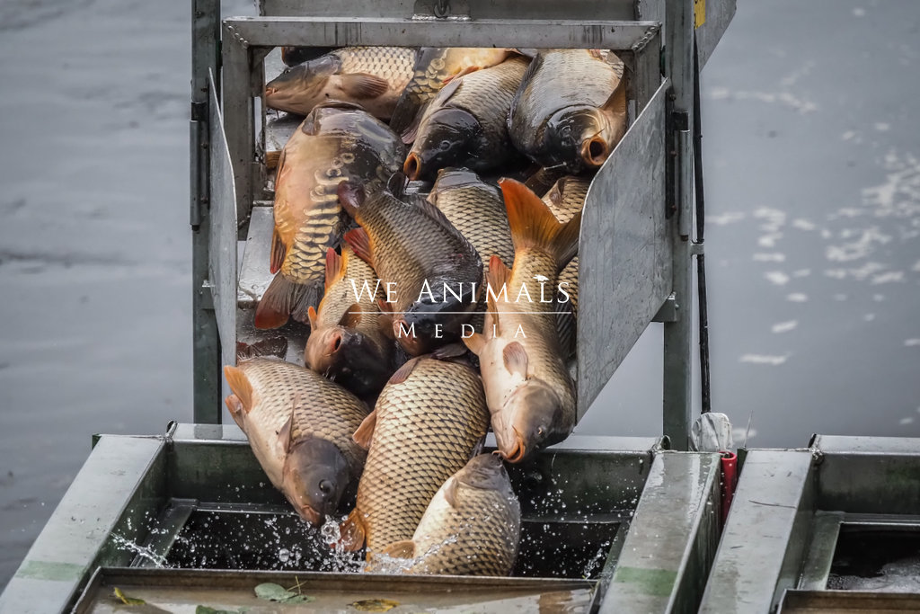 We Animals Media  Live fish are dumped into transport containers during a  Czech autumn fish harvest. The fish will be transported to concrete tanks,  where they will live without food for