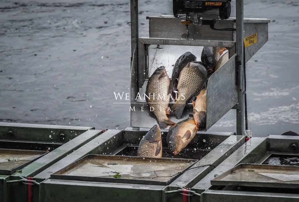 We Animals Media  Fishermen dump live fish into transport