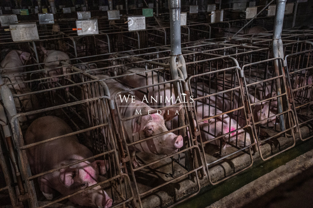 Gestation Crates