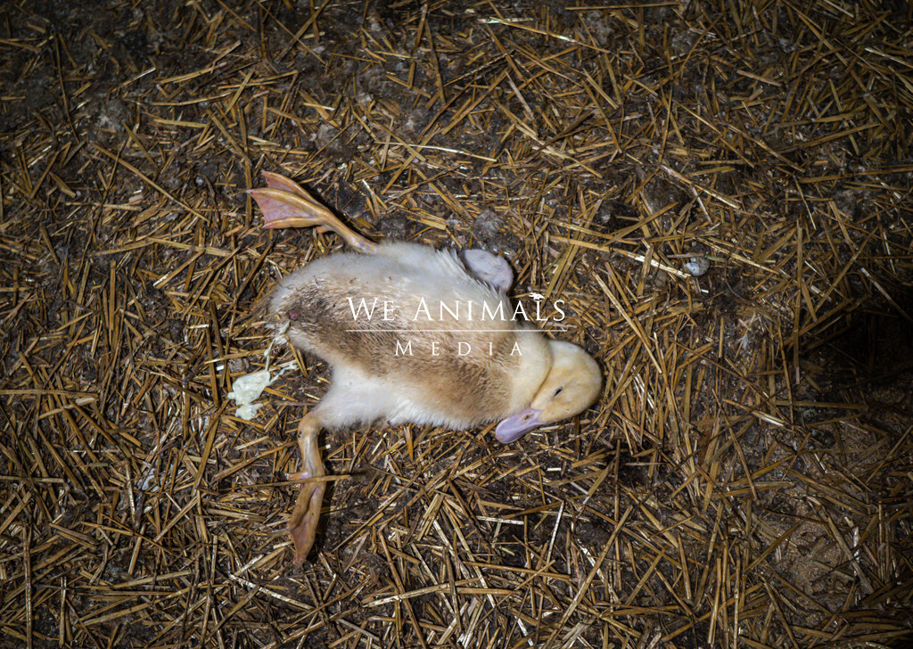 Duck lies on straw 