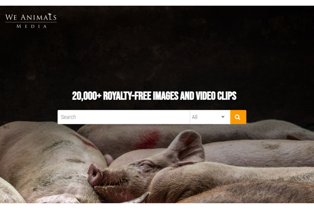 We Animals Media - Free Stock Photos & Videos